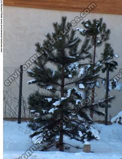 Conifer Tree