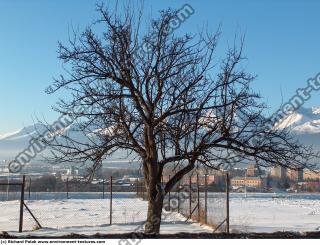 Photo Texture of Trees