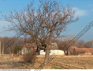 Photo Texture of Trees