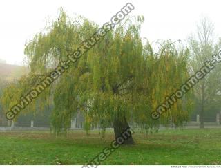 PhotoTexture of Trees