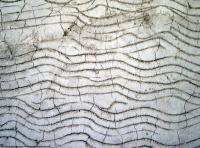 Photo Texture of Wall Stucco