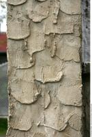 Photo Texture of Wall Stucco