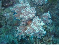 Corals