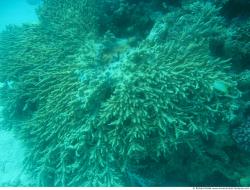 Photo Textures of Corals