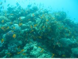 Photo Textures of Corals