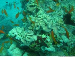 Photo Textures of Corals