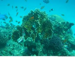 Photo Textures of Corals