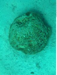 Photo Textures of Corals