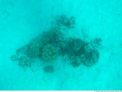 Photo Textures of Corals