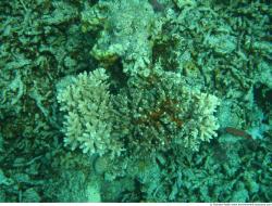Photo Textures of Corals