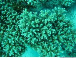 Photo Textures of Corals