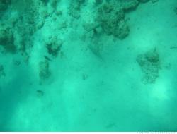 Photo Textures of Corals