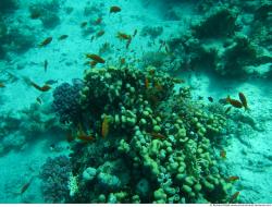 Photo Textures of Corals