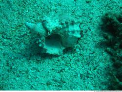 Photo Textures of Corals