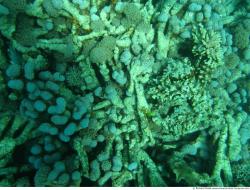 Photo Textures of Corals