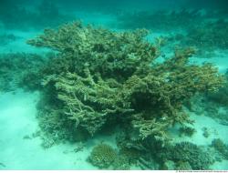 Photo Textures of Corals