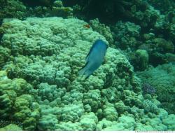 Photo Textures of Corals