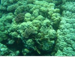 Photo Textures of Corals