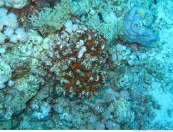 Photo Textures of Corals