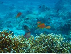 Photo Textures of Corals