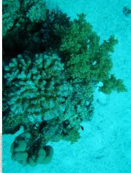 Photo Textures of Corals