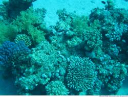Photo Textures of Corals
