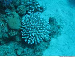 Photo Textures of Corals