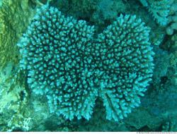 Photo Textures of Corals