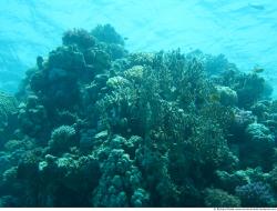 Photo Textures of Corals