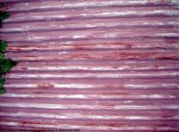 Photo Texture of Metal Corrugated Plates Painted