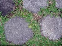 Photo Texture of Overgrown Floor