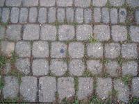 Photo Texture of Overgrown Floor