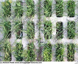 Photo Texture of Overgrown Floor