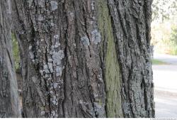 Tree Bark