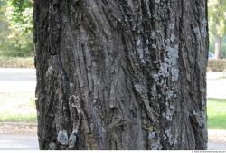 Tree Bark