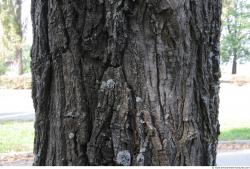 Tree Bark