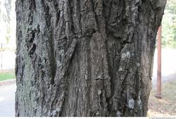 Tree Bark