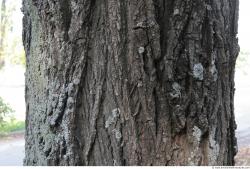 Tree Bark