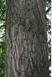 Tree Bark