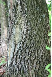 Tree Bark