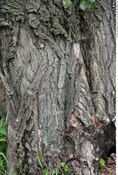 Tree Bark