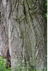 Tree Bark