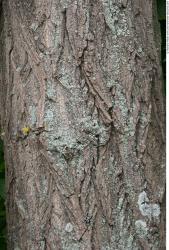 Tree Bark