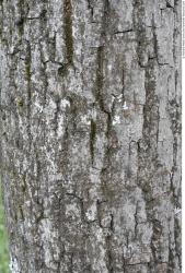 Tree Bark