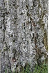 Tree Bark