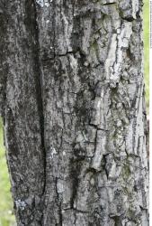 Tree Bark