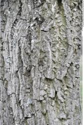 Tree Bark