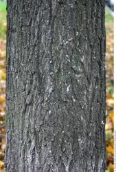 Tree Bark