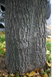 Tree Bark