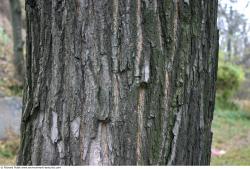 Tree Bark